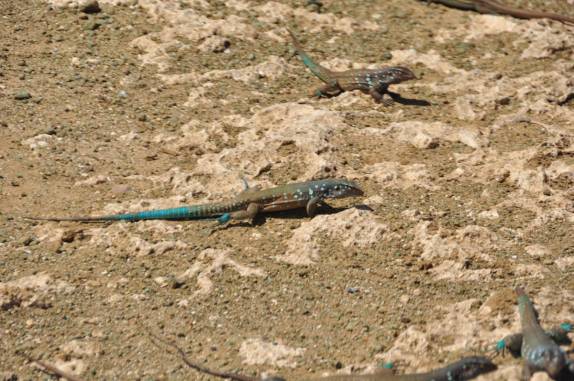 Lagartos coloridos, muito comuns no Parque Nacional Washington-Slagbai, no norte de Bonaire
